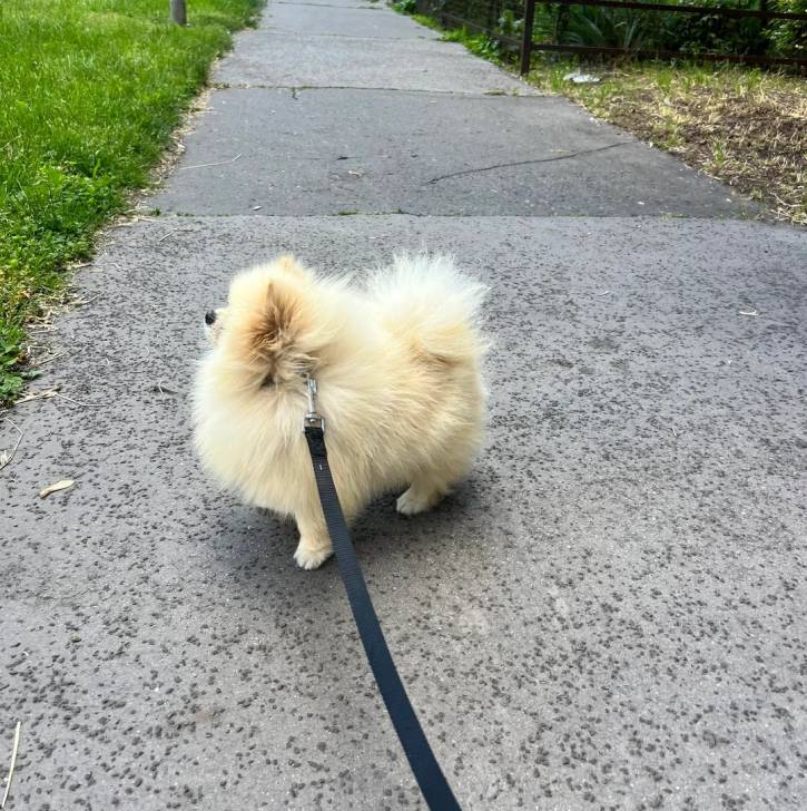Un Pomshinese sur une surface bétonnée et qui est tenu en laisse 