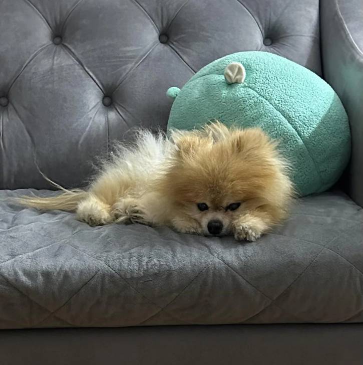 Un Pomshinese allongé sur un canapé et regardant vers la caméra 