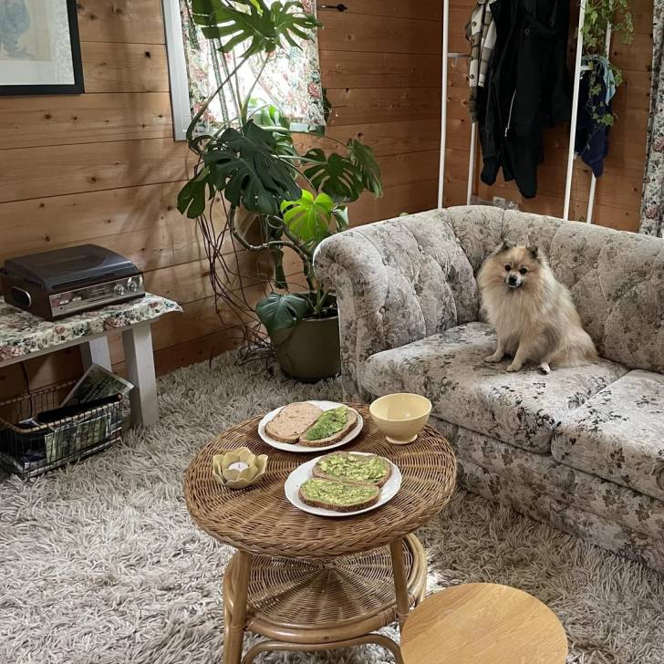 Un Pomshinese assis sur un canapé et regardant vers la caméra 