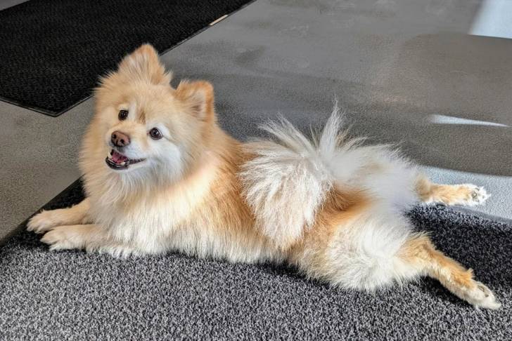 Un Pomshinese allongé sur un tapis et semblant détendu