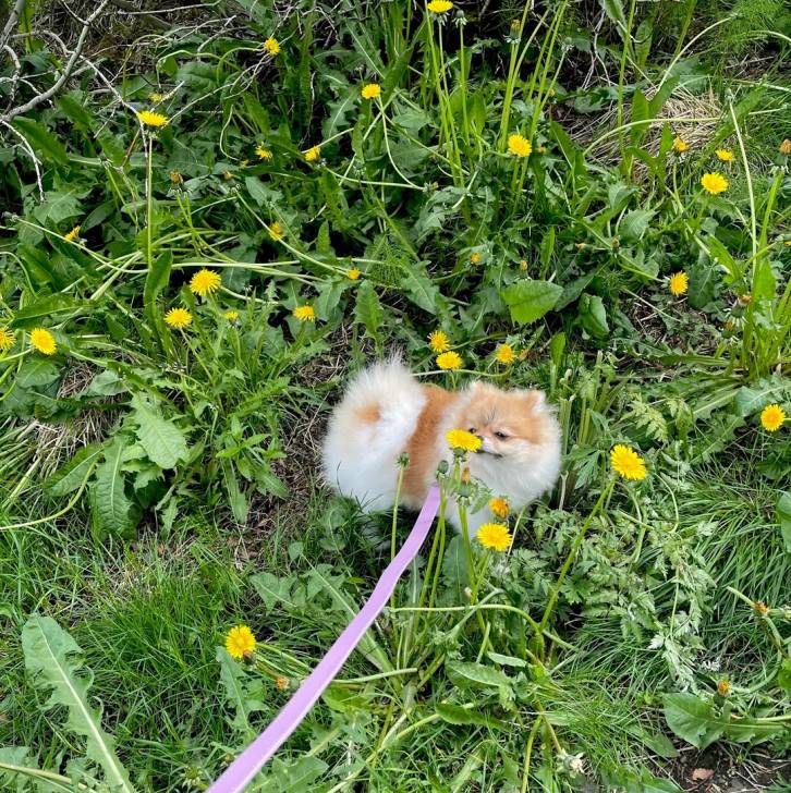 Un Pomshinese sur une surface herbacée et qui est tenu en laisse 