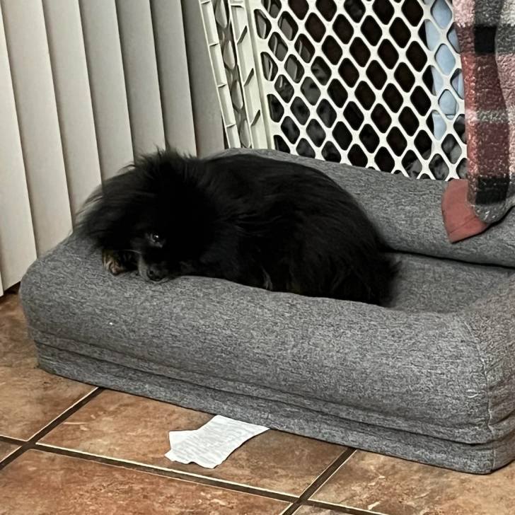 Un Pomshinese allongé dans un panier et regardant vers la caméra 