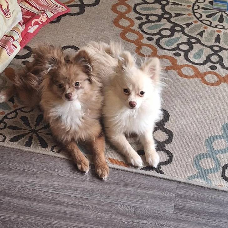 Deux Pomshinese allongés sur un tapis etsemblant tous deux détendus 