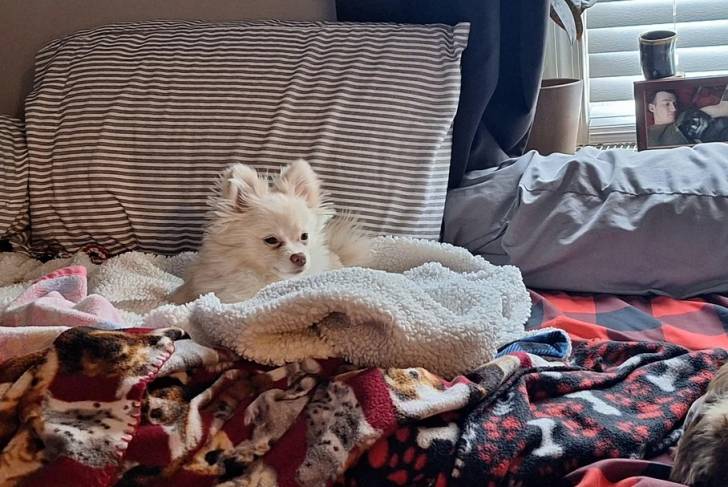 Un Pomshinese allongé sur un lit et semblant détendu