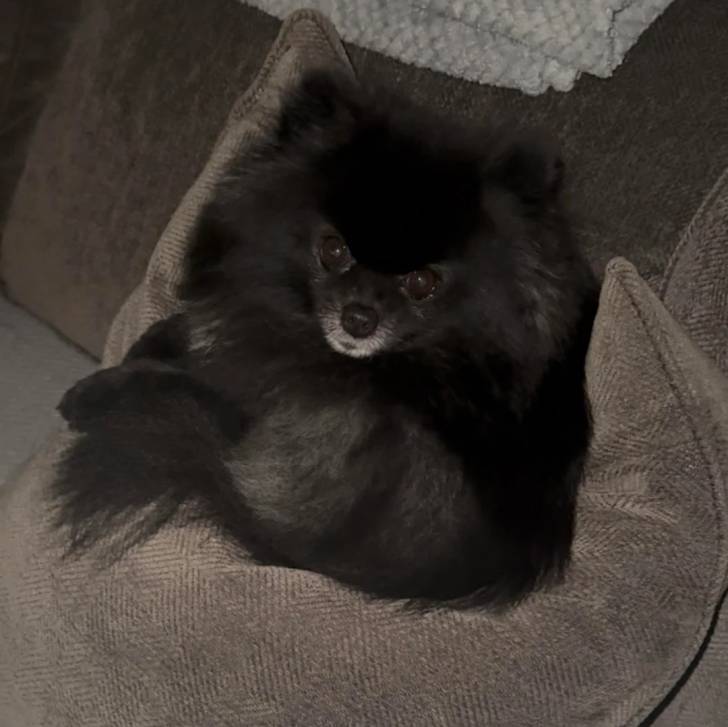 Un Pomshinese allongé sur un canapé et regardant vers la caméra