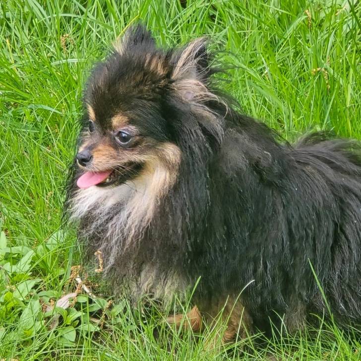Un Pomshinese sur une surface herbacée et tirant la langue 