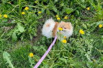 Un Pomshinese sur une surface herbacée et qui est tenu en laisse 