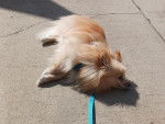 Un Pomshinese allongé sur une surface bétonnée et qui est tenu en laisse 
