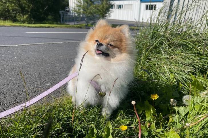 Un Pomshinese sur une surface herbacée et qui est tenu en laisse