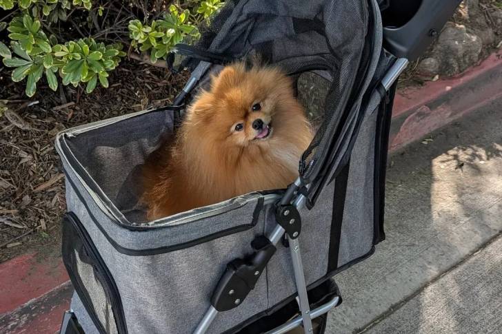 Un Pomshinese assis dans une poussette et regardant vers la caméra