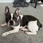 Un Frenchton allongé sur une moquette et regardant vers la caméra 