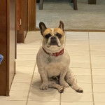 Un Frenchton assis sur un sol carrelé et portant un collier autour du cou