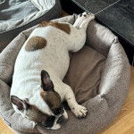 Un Frenchton allongé dans un panier et semblant dormir 