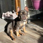 Un Frenchton assis sur un plancher regardant vers la caméra et portant un collier autour du cou