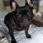 Un Frenchton regardant vers la caméra 