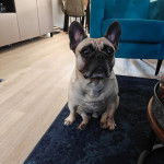 Un Frenchton assis sur un tapis et regardant vers la caméra 