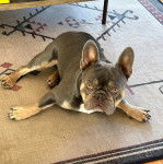 Un Frenchton allongé sur un tapis et regardant vers la caméra 