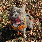 Un Frenchton portant un harnais et tirant la langue 