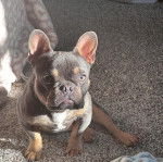 Un Frenchton assis sur un tapis et regardant vers la caméra