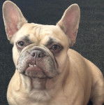 Un Frenchton regardant vers la caméra 