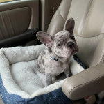 Un Frenchton assis dans un panier et portant un collier autour du cou