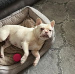 Un Frenchton allongé dans un panier et regardant vers la caméra 