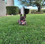 Un Frenchton sur une surface herbacée tirant la langue et portant un collier autour du cou