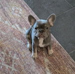 Un Frenchton assis sur un tapis et regardant vers la caméra 