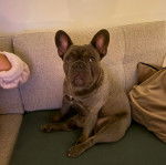 Un Frenchton assis sur un canapé 