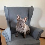 Un Frenchton assis sur un canapé et regardant vers le haut