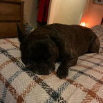 Un Frenchton allongé sur un lit et regardant la caméra 