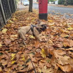 Un Frenchton sur un sol jonchés de feuilles mortes et qui est tenu en laisse 