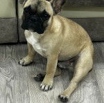 Un Frenchton assis sur un plancher et regardant vers ka caméra