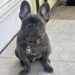 Un Frenchton assis sur une surface bétonnée et portant un coliier autour du cou