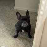 Un Frenchton assis sur une moquette et regardant vers la caméra