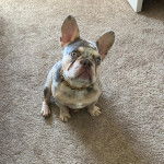 Un Frenchton assis sur une moquette et portant un collier autour du cou