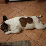 Un Frenchton allongé sur un sol carrelé 