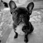 Un Frenchton assis sur sur un sol carrelé