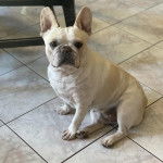 Un Frenchton assis sur un sol carrelé et regardant vers la caméra 