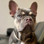 Un Frenchton portant un collier autour du cou 