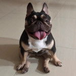 Un Frenchton assis sur un sol carrelé et tirant la langue 