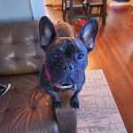 Un Frenchton assis sur un canapé et portant un collier autour du cou