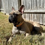 Un Frenchton allongé sur une surface herbacée et portant un collier autour du cou 