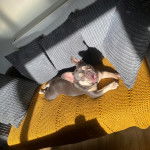 Un Frenchton allongé sur un canapé et semblant détendu