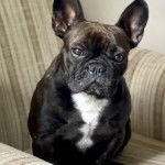 Un Frenchton assis sur un canapé et regardant vers la caméra