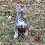 Un Frenchton assis sur une surface herbacée et portant un collier autour du cou