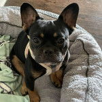 Un Frenchton assis dans un panier et portant un harnais 