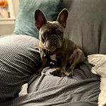 Un Frenchton assis sur un canapé et portant un collier autour du cou