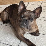 Un Frenchton allongé sur un tapis et regardant vers la caméra 