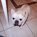 Un Frenchton sur un sol carrelé et regardant vers la caméra 